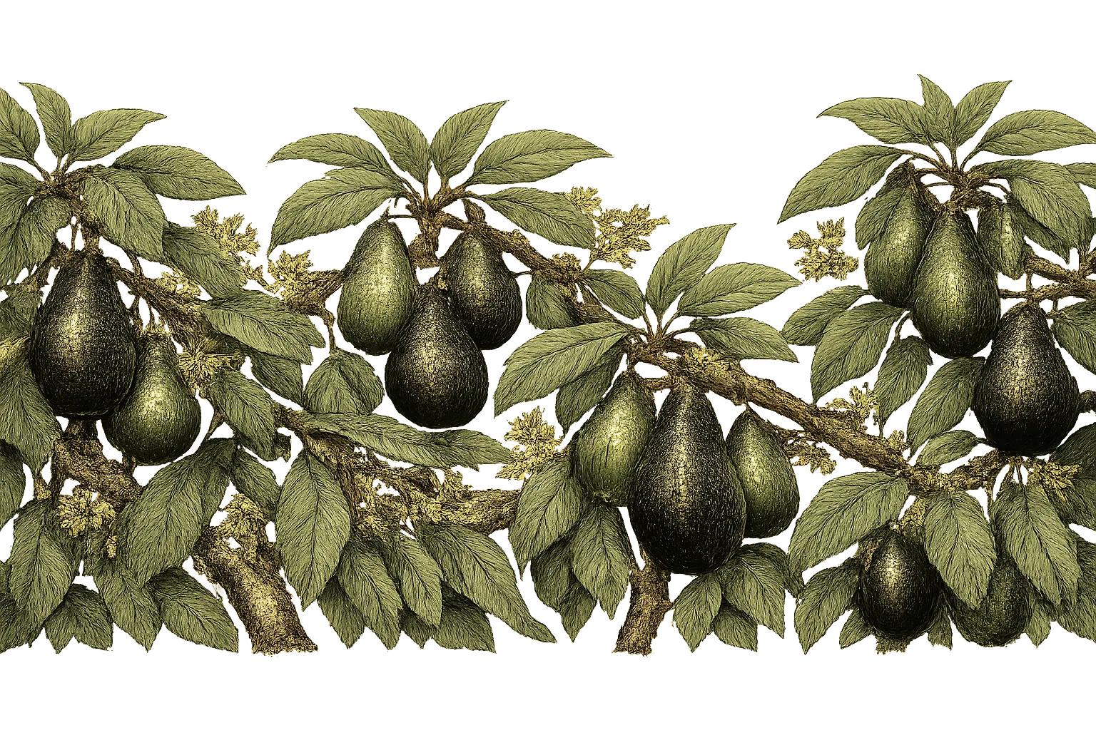 Avocado Trees